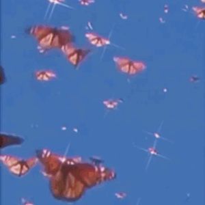 Meet your Posher, Kailah